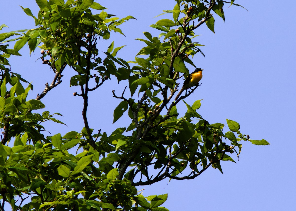 Yellow-breasted Chat - ML577659041