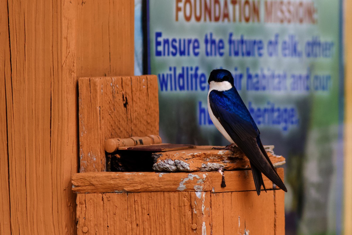 Tree Swallow - ML577659191