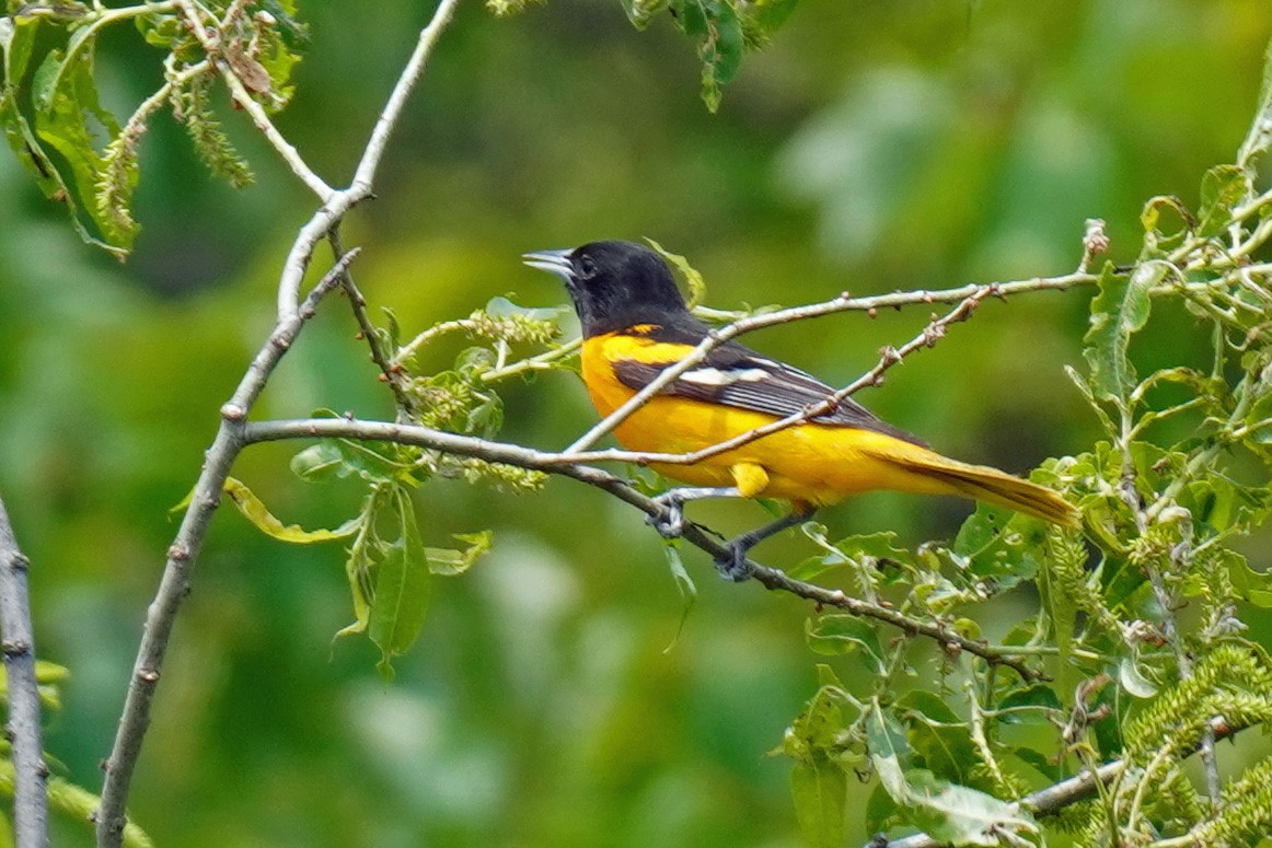 Baltimore Oriole - Susan Iannucci