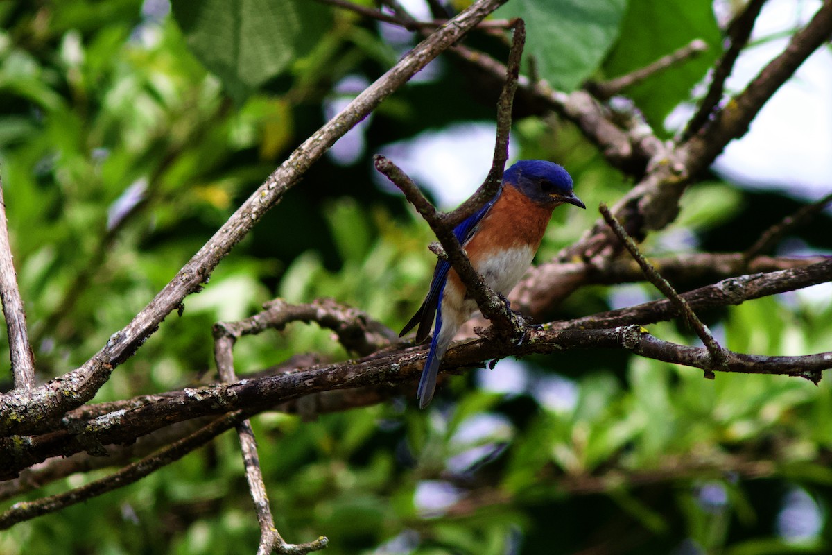 Eastern Bluebird - ML577659231