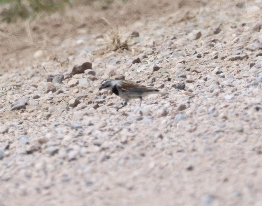 Thick-billed Longspur - ML577659441