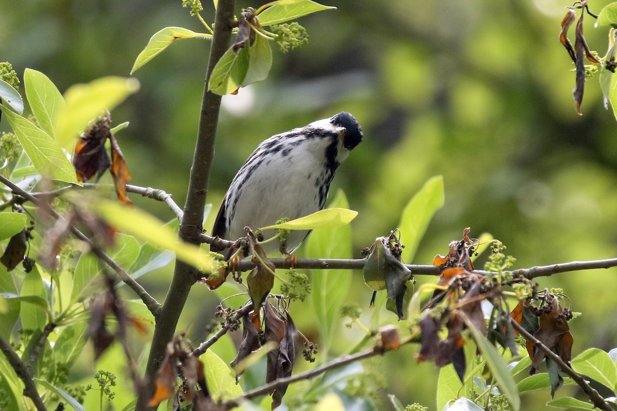 Blackpoll Warbler - Baxter Beamer