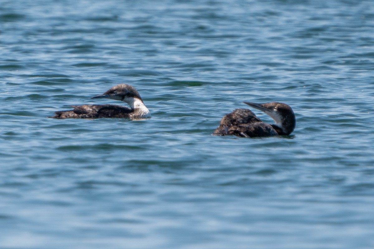 太平洋潛鳥 - ML577659691