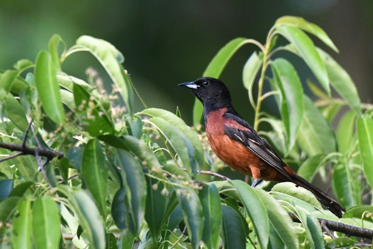 Orchard Oriole - Davette Saeler