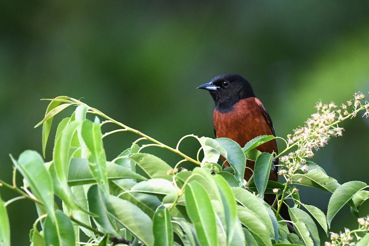 Orchard Oriole - Davette Saeler