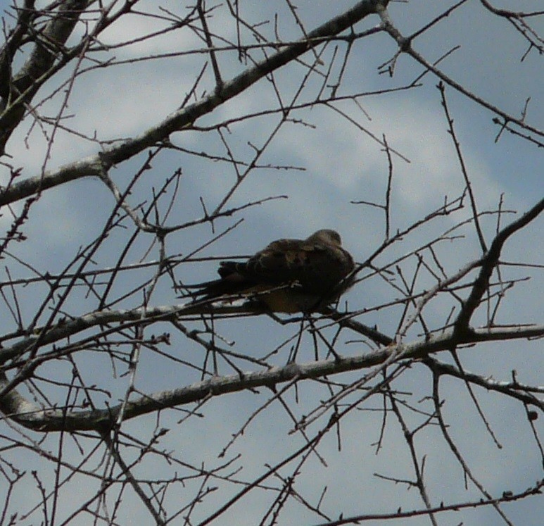 Mourning Dove - ML577661061