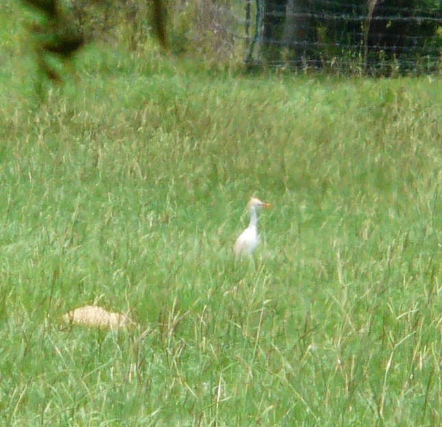 Western Cattle Egret - ML577661331