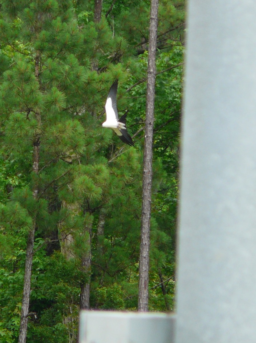 Swallow-tailed Kite - ML577661361