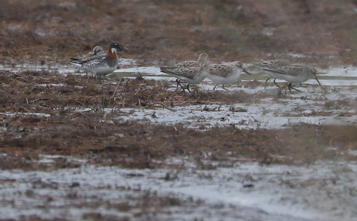 Red-necked Phalarope - ML577661431