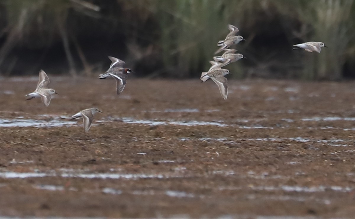 Red-necked Phalarope - ML577661451