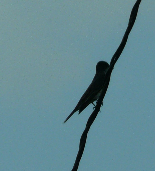 Eastern Kingbird - ML577661681