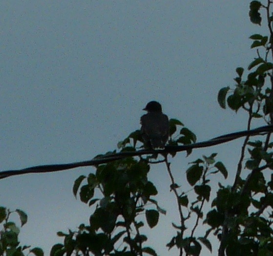 Eastern Kingbird - ML577661741