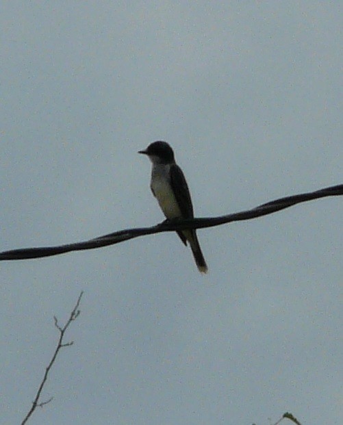 Eastern Kingbird - ML577661771