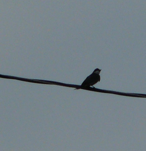 Eastern Kingbird - ML577661851