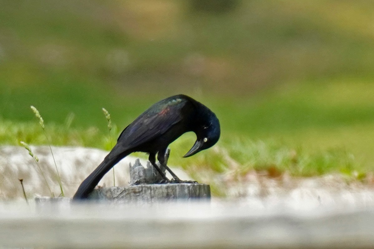 Common Grackle - Susan Iannucci