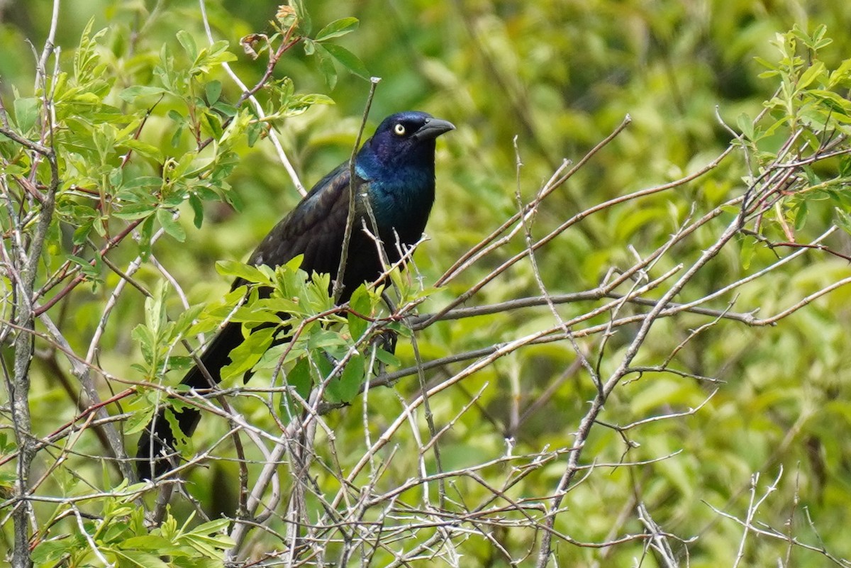 Common Grackle - ML577661901