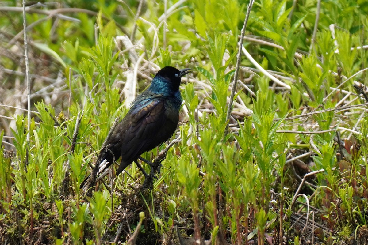 Common Grackle - Susan Iannucci