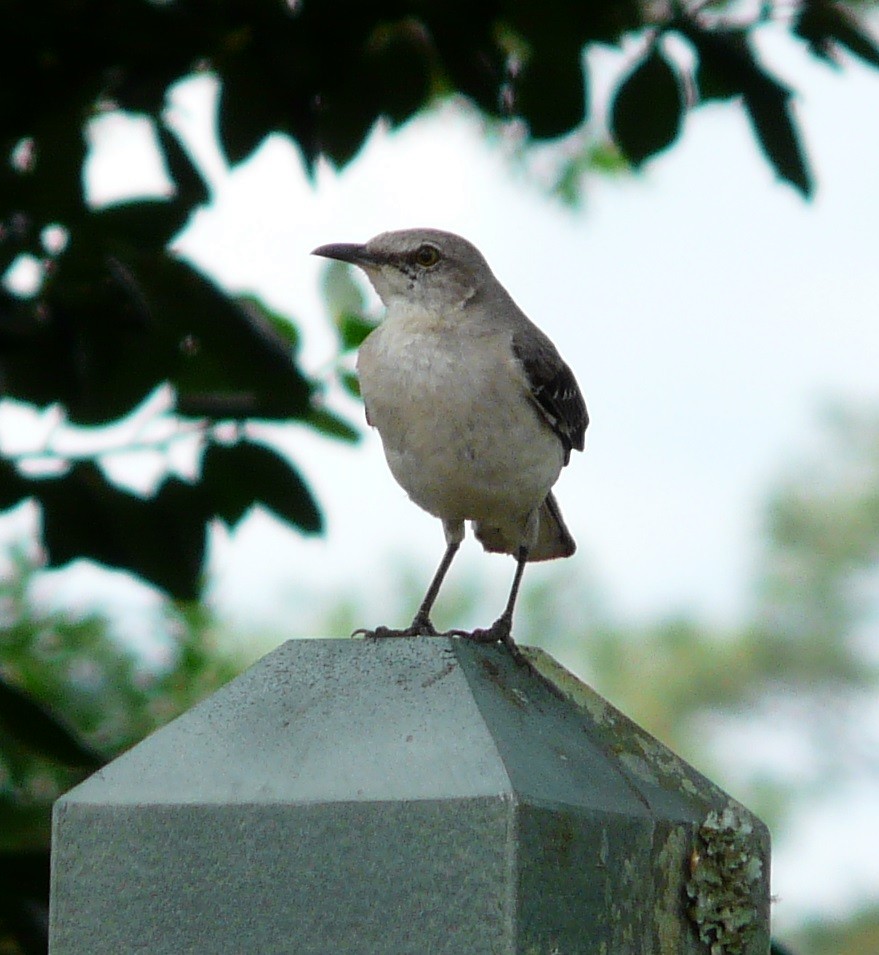 Northern Mockingbird - ML577661981