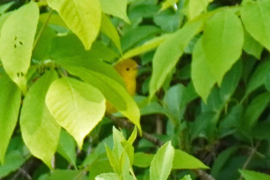 Yellow Warbler - Susan Iannucci