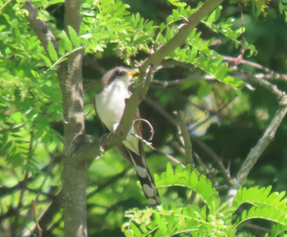 Yellow-billed Cuckoo - ML577663151