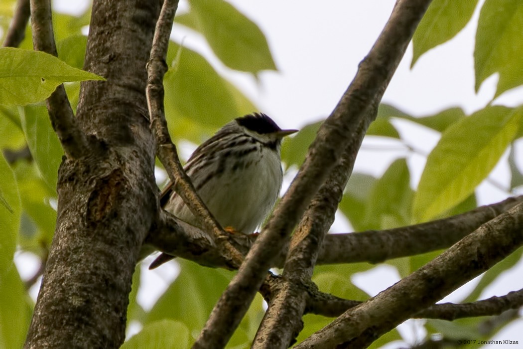 Blackpoll Warbler - ML57766491