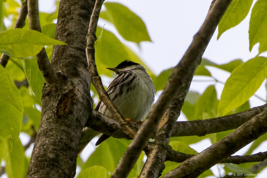 Paruline rayée - ML57766501