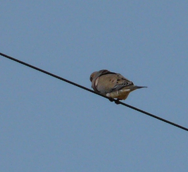 Mourning Dove - ML577665331