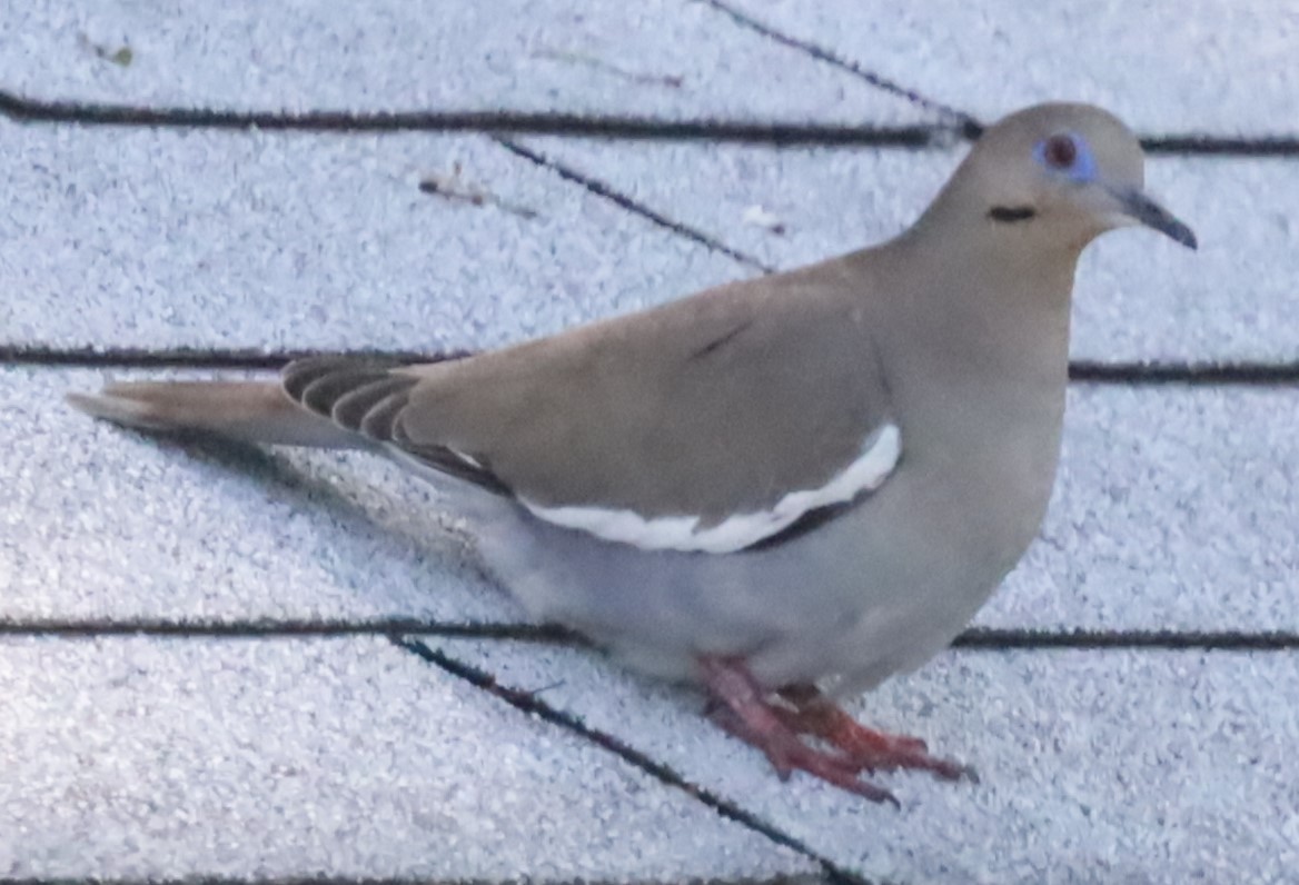 White-winged Dove - ML577665671
