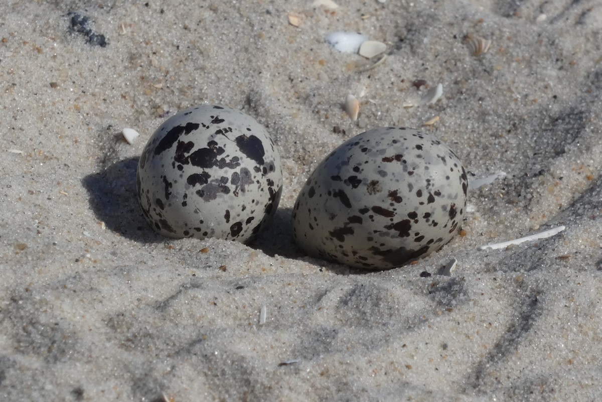 American Oystercatcher - Anonymous