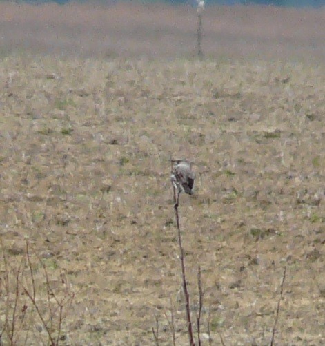 Loggerhead Shrike - ML577665961