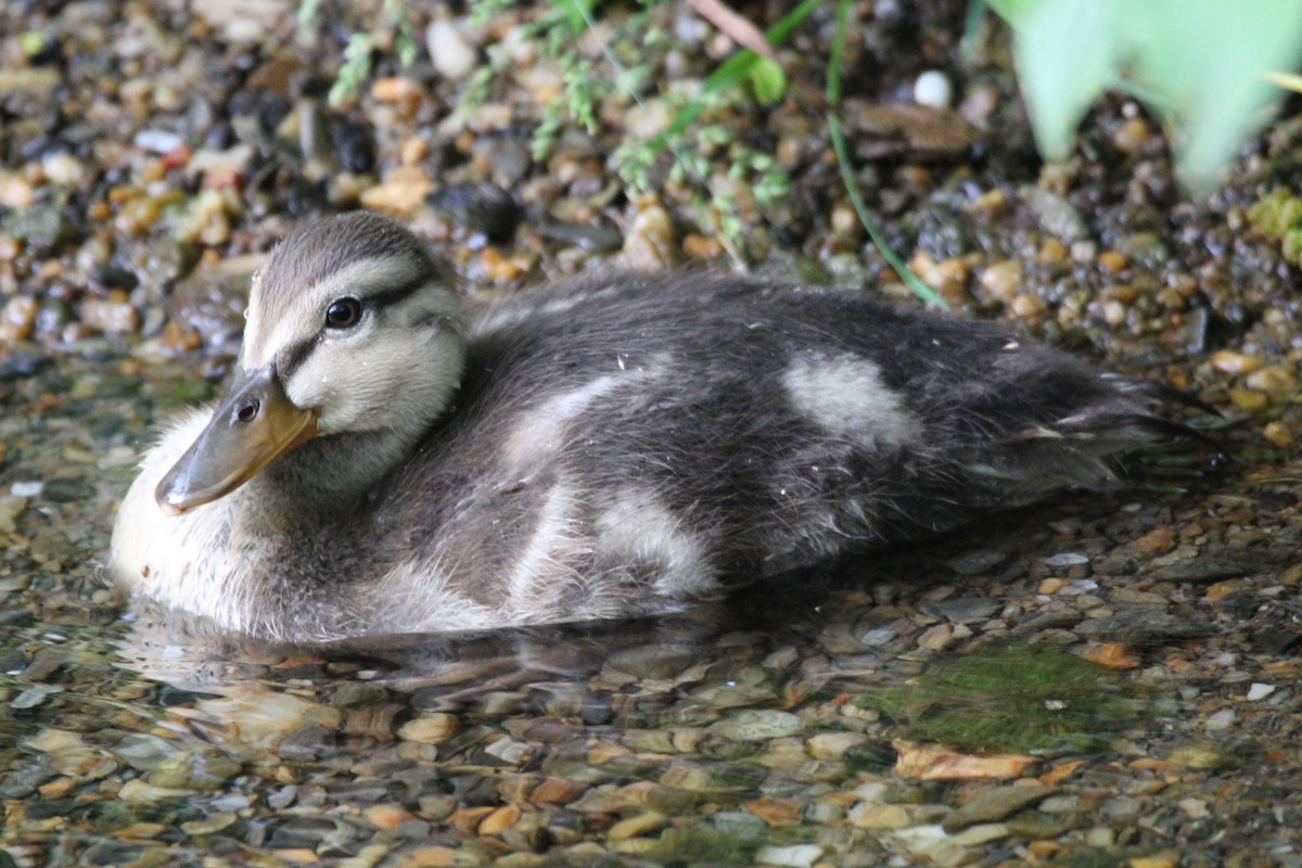 Mallard - Marah Brubaker