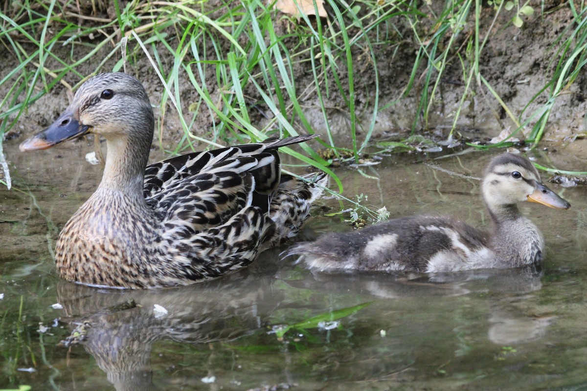 Mallard - Marah Brubaker