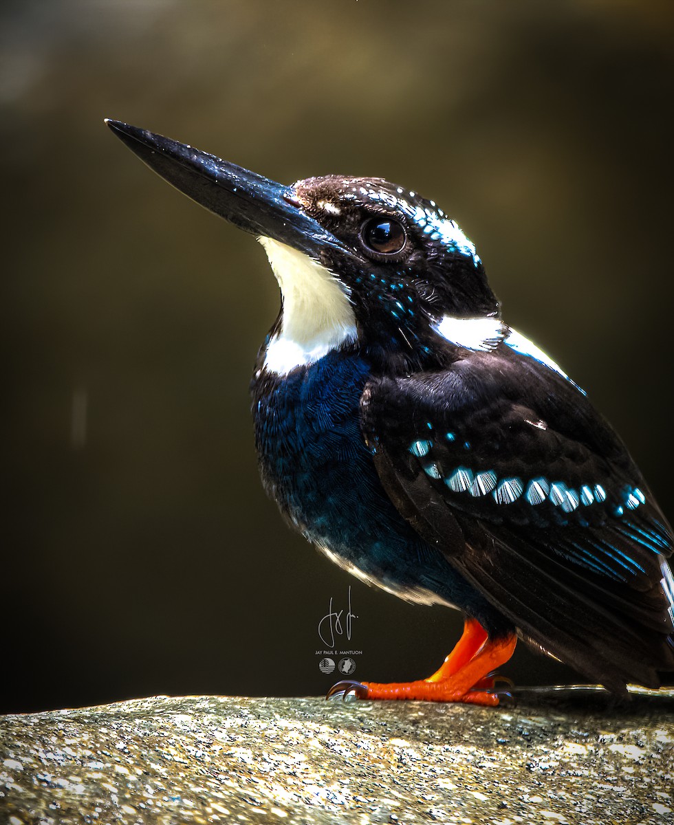 Southern Silvery-Kingfisher - ML577667131