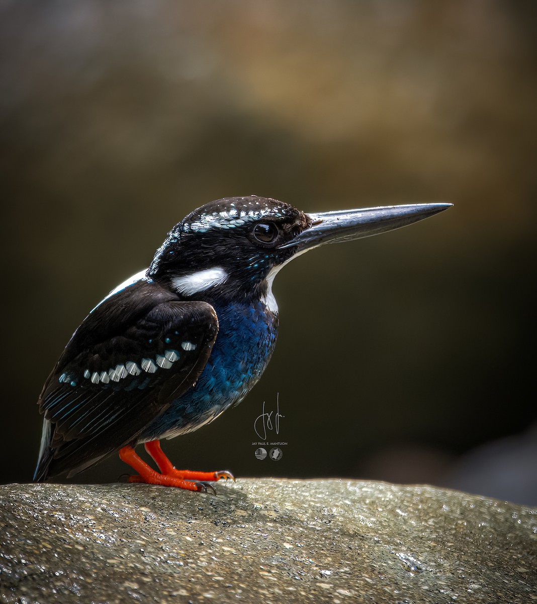 Southern Silvery-Kingfisher - ML577667181