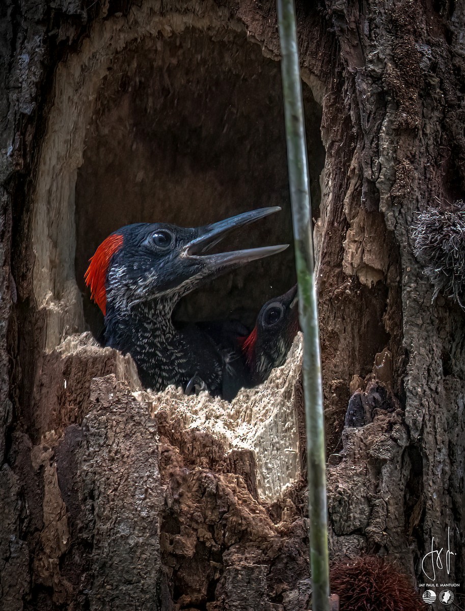 White-bellied Woodpecker - ML577667541