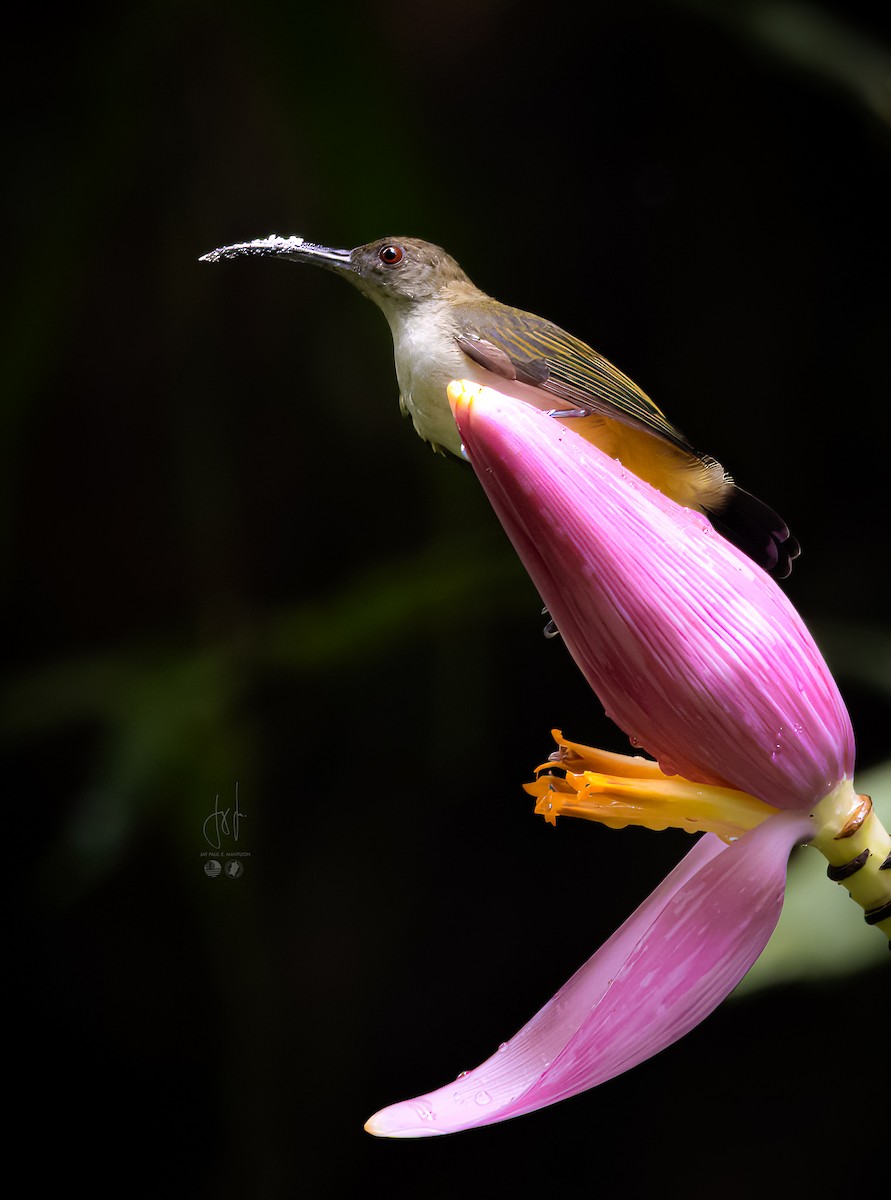 Orange-tufted Spiderhunter - ML577667731