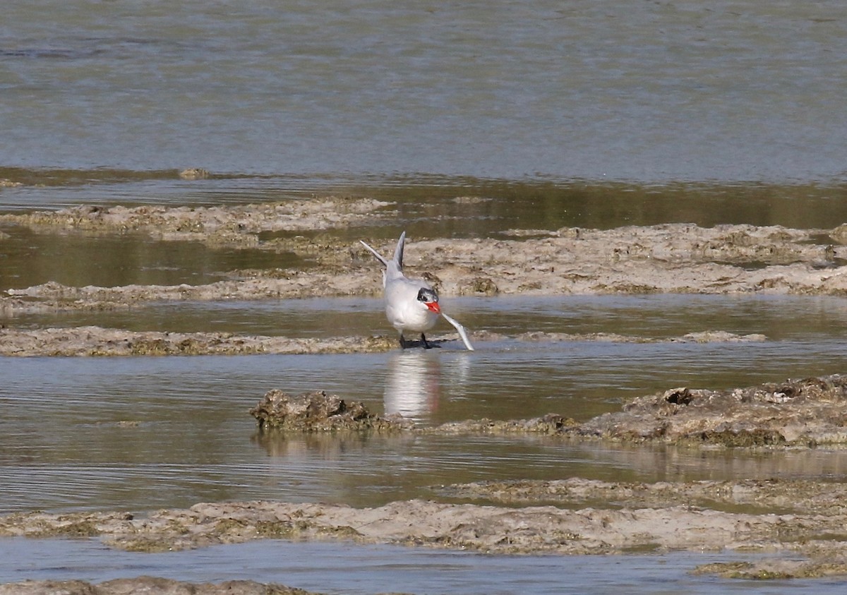 Caspian Tern - ML577667851