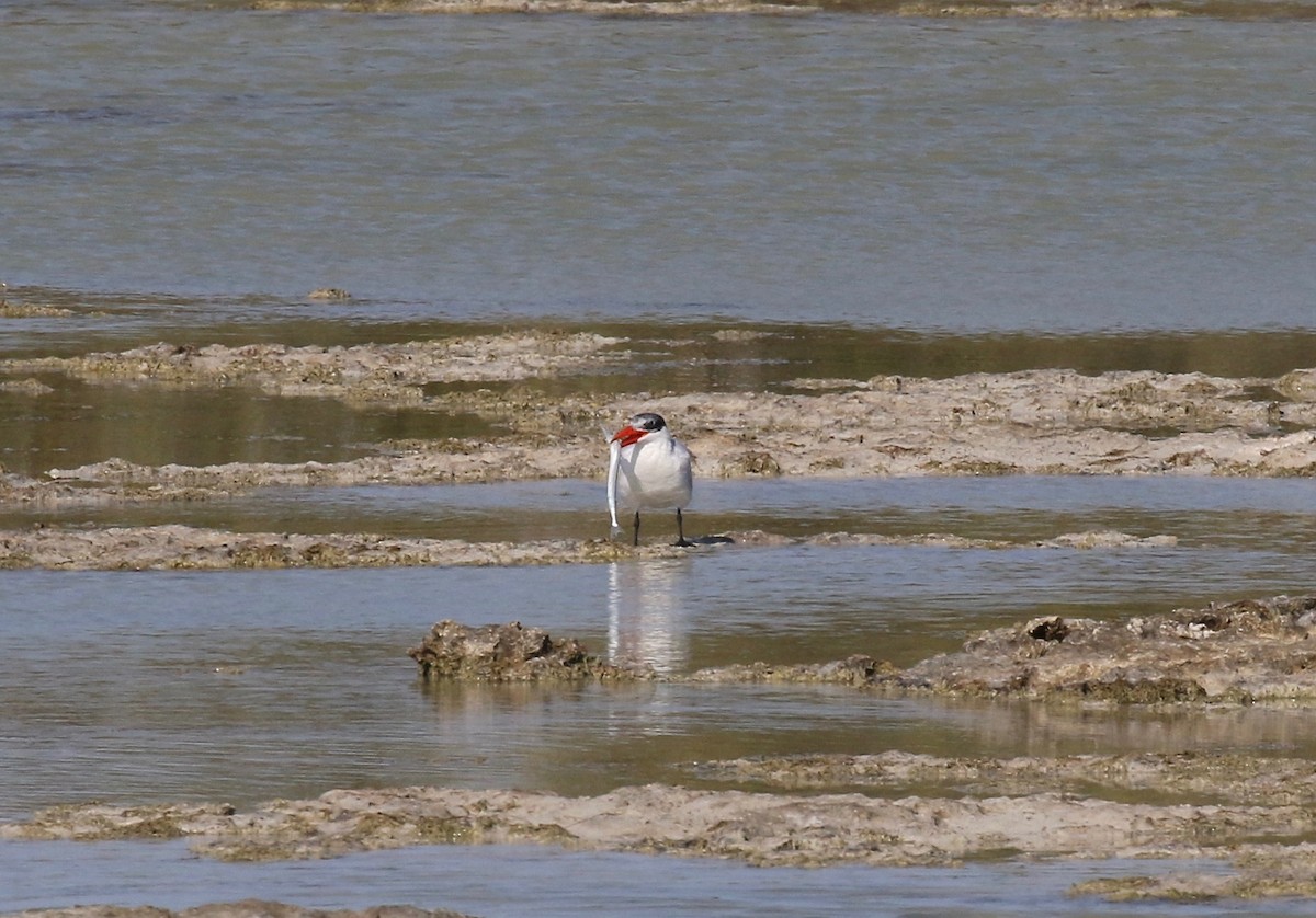 Caspian Tern - ML577667891