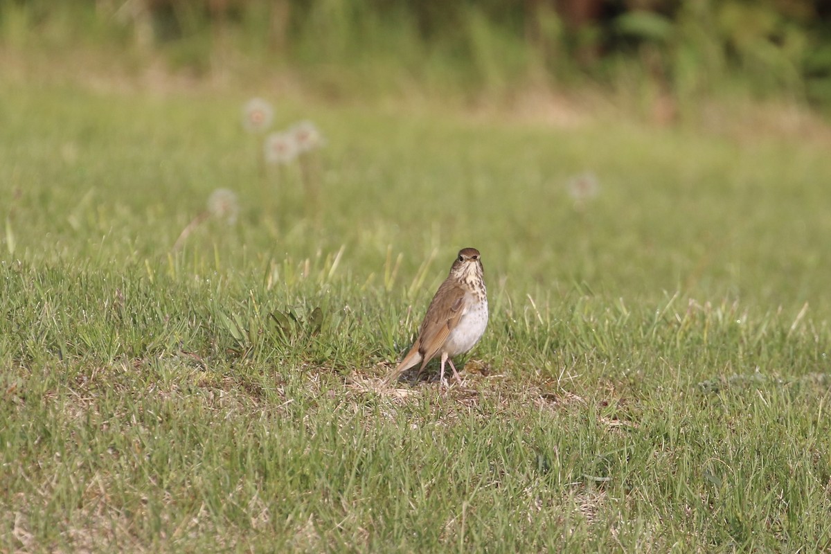 Hermit Thrush - Holly Merker