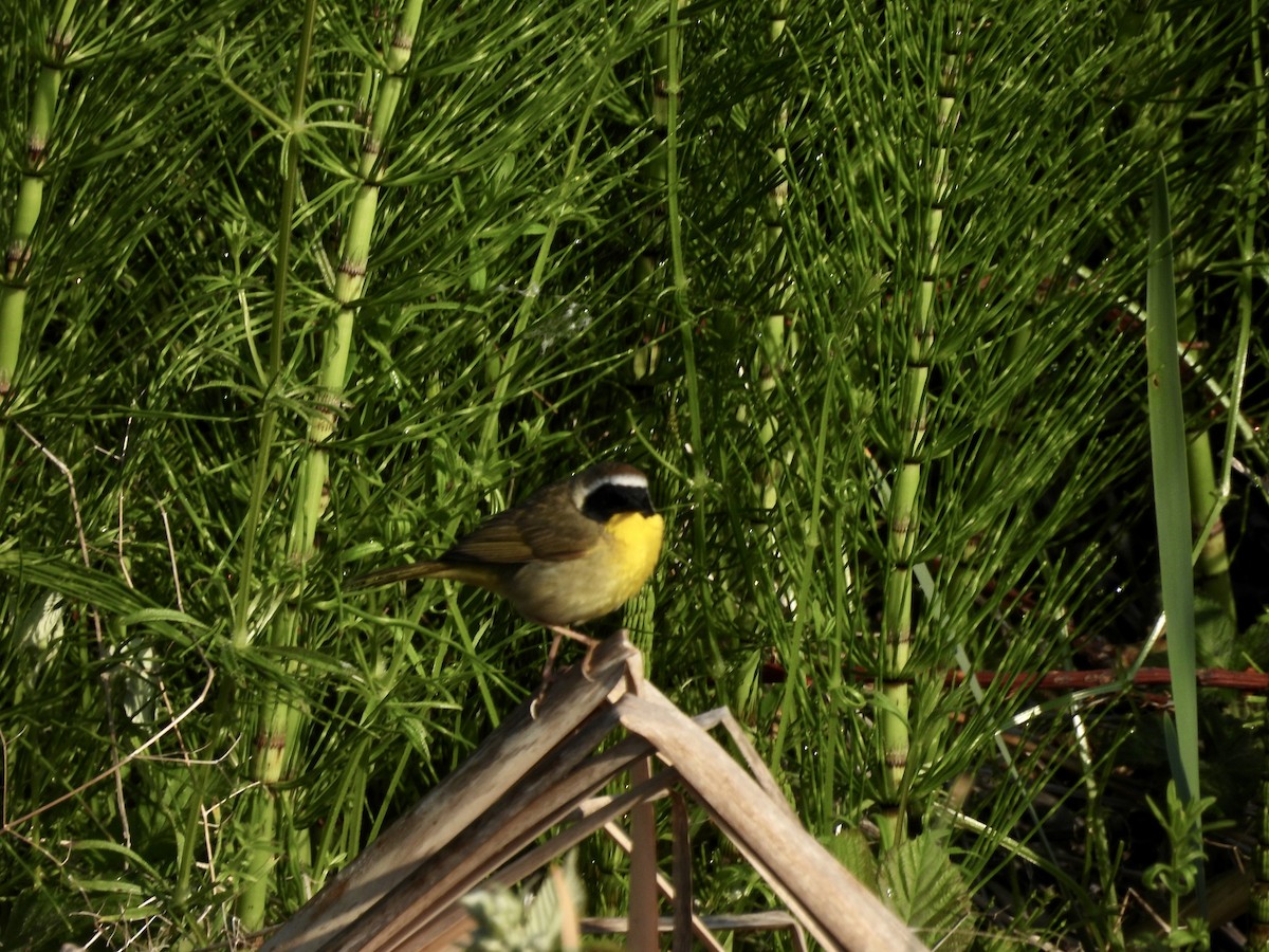 Common Yellowthroat - ML577668211