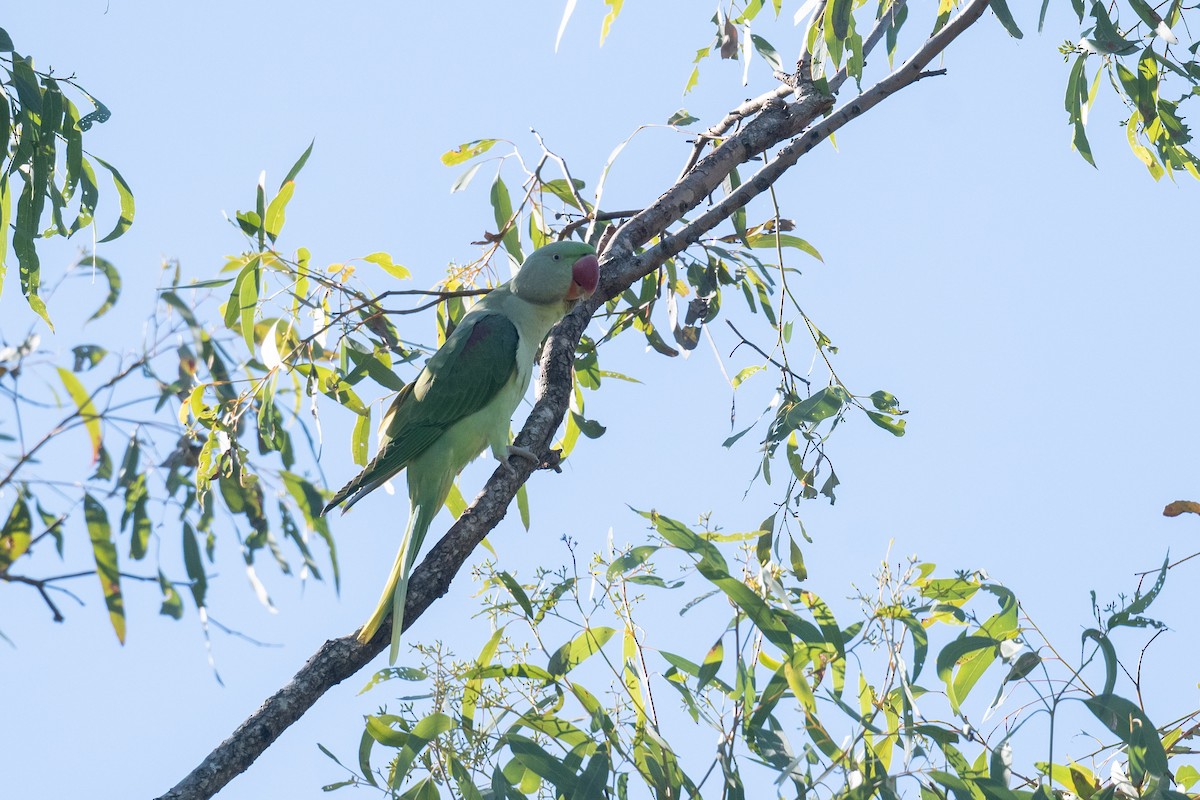 Alexandrine Parakeet - ML577668481