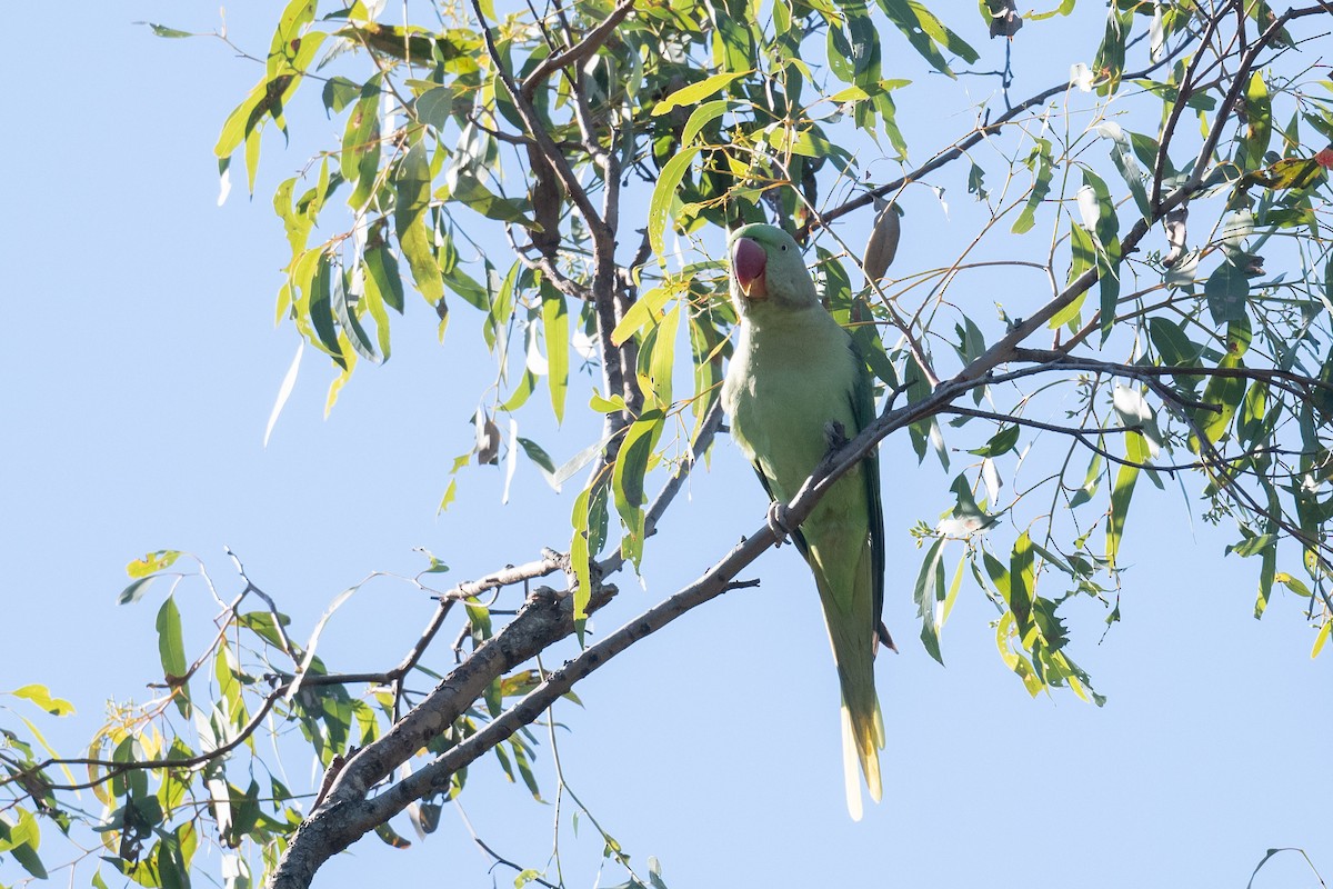 Alexandrine Parakeet - ML577668491