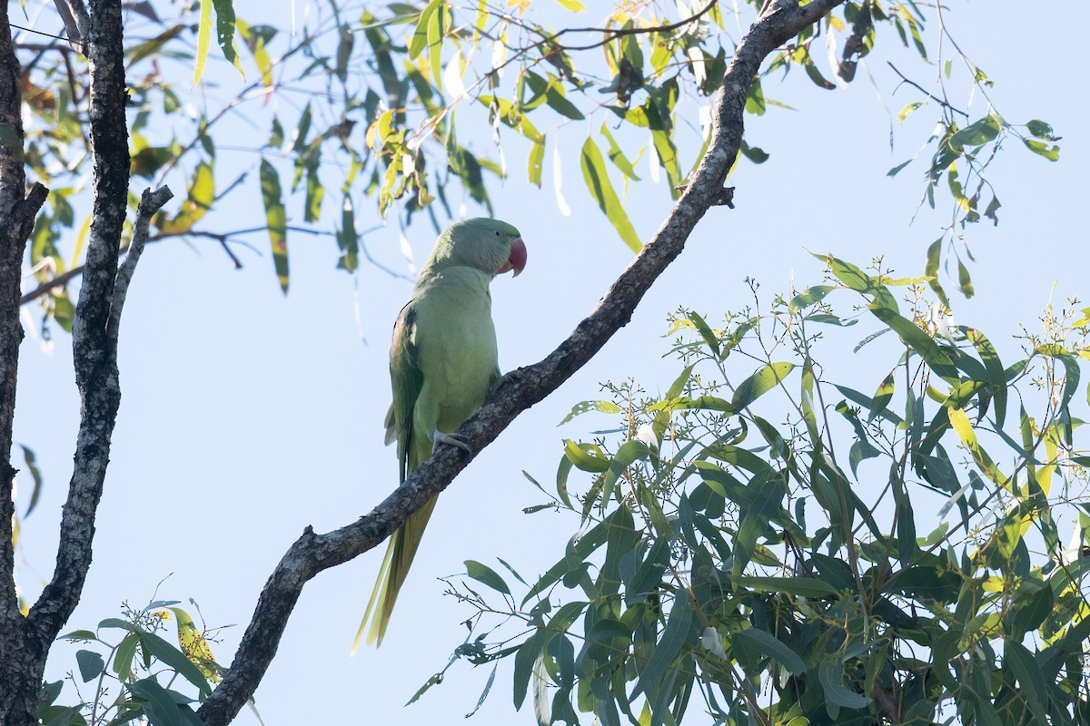 Alexandrine Parakeet - ML577668501