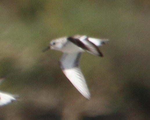 Sanderling - Dan Fox