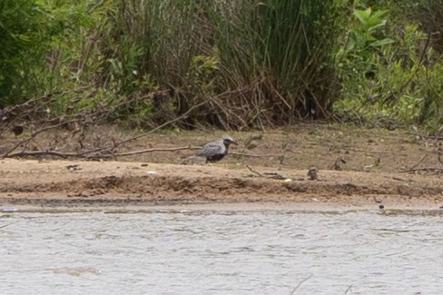 kulík bledý - ML577669241