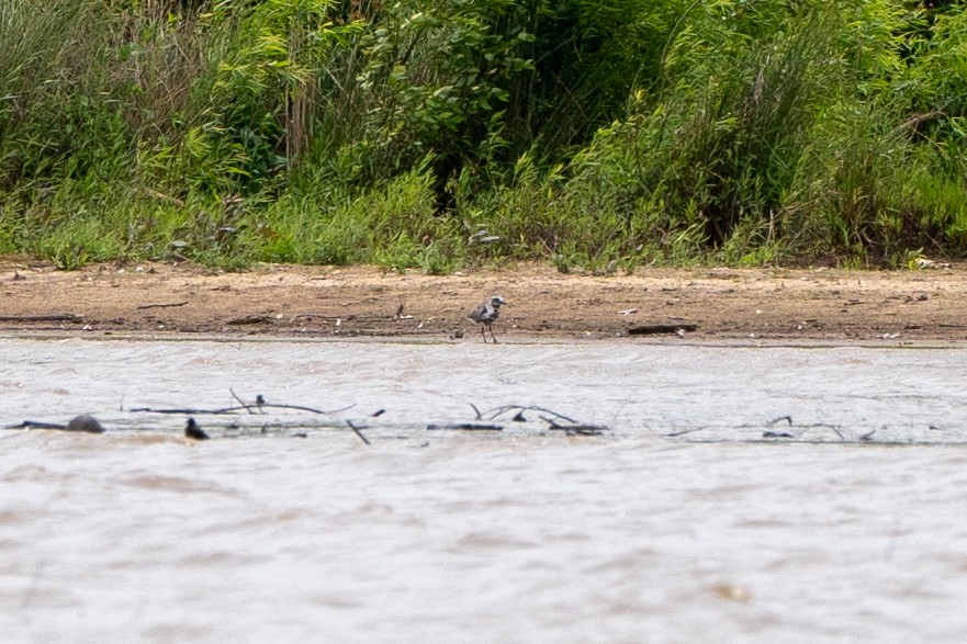 Black-bellied Plover - ML577669251