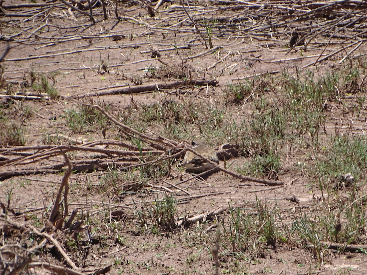 Killdeer - Robert Solomon