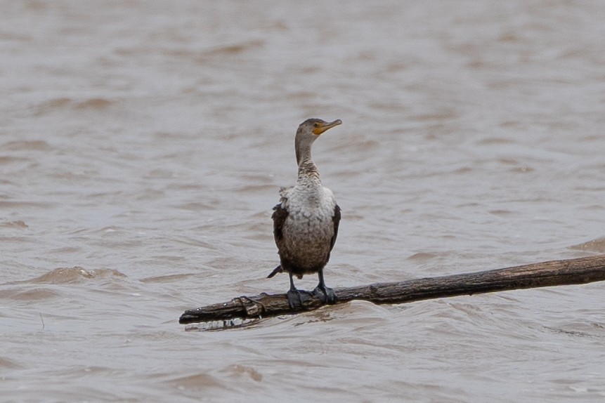 kormorán ušatý - ML577669351