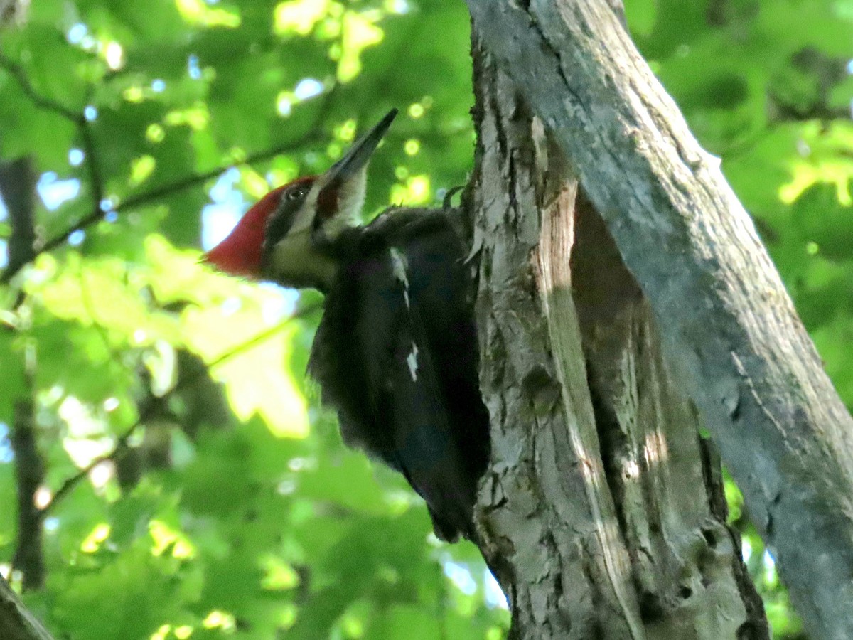 Pileated Woodpecker - ML577669911