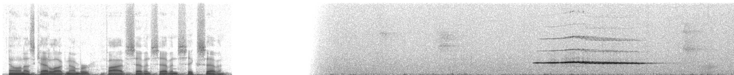 Малый скрытохвост - ML57767